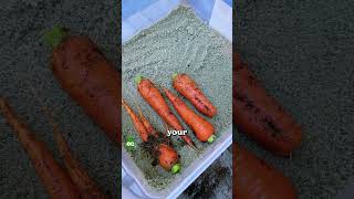 I stored carrots in sand and it worked...
