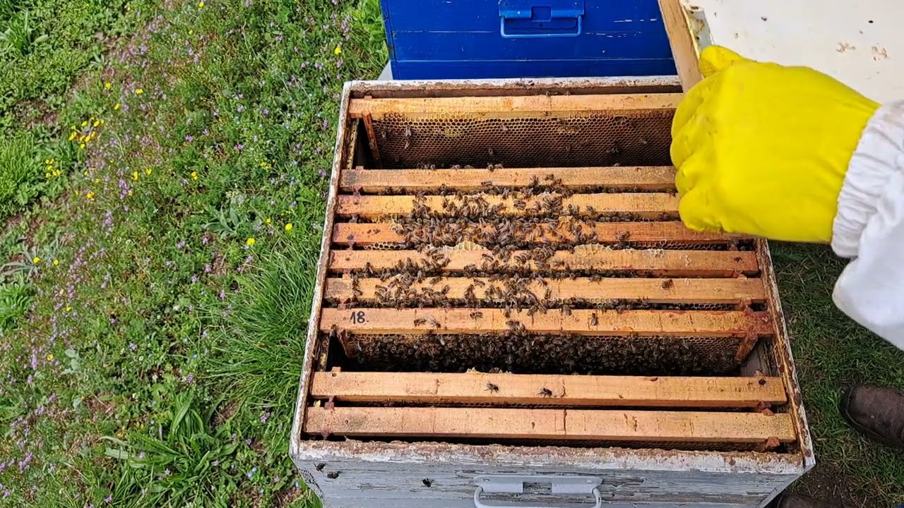 Proširenje plodišta pčelinje zajednice 19.04.2025.