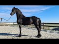 Wow what a beautiful colt hendrik is now hes sold  friesian horses