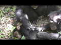 Primus, the Alpha Chimp, Helping Groom a Youngster