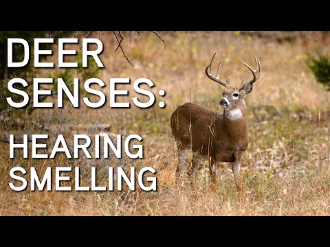वीडियो: क्या हिरण अल्ट्रासोनिक ध्वनि सुन सकते हैं?