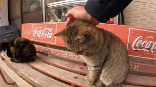 感動猫動画 のライブ配信