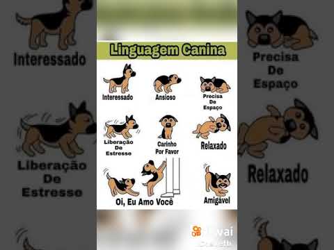 Video: Lingua Canina