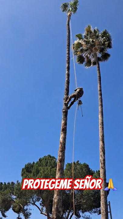 protegeme señor en las alturas 🙏 #shortsfeed #shorts #short #climbing #palmtrees #palmas