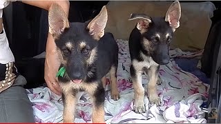 Самые ОГРОМНЫЕ УШИ. MOST huge ears. Восточно-европейская овчарка . Odessa.(Щенки ВЕО - восточно-европейской овчарки, большая редкость даже в Восточной Европе, но не Одесском Старокон..., 2015-07-23T21:37:20.000Z)