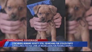 Search continues for stolen puppy from the Lynchburg Humane Society