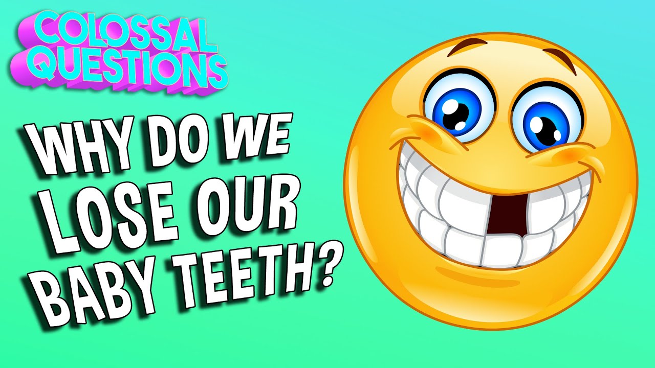 Why Do We Lose Our Baby Teeth COLOSSAL QUESTIONS YouTube Why Do We Lose Our Baby Teeth COLOSSAL QUESTIONS YouTube