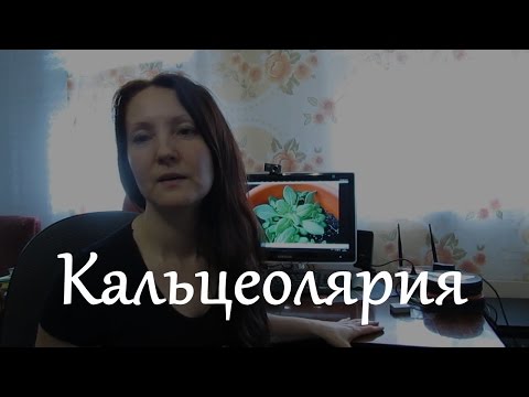 Кальцеолярия Выращивание и уход