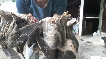 tiếng rẽ giun _mõ nhát 2019