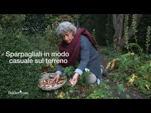 Video: Lasagne a bulbo di fiori in crescita - Scopri la tecnica di piantagione di bulbi di lasagne