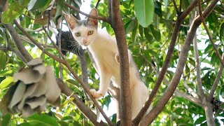 The Cat Morning Routine with Incredible Story