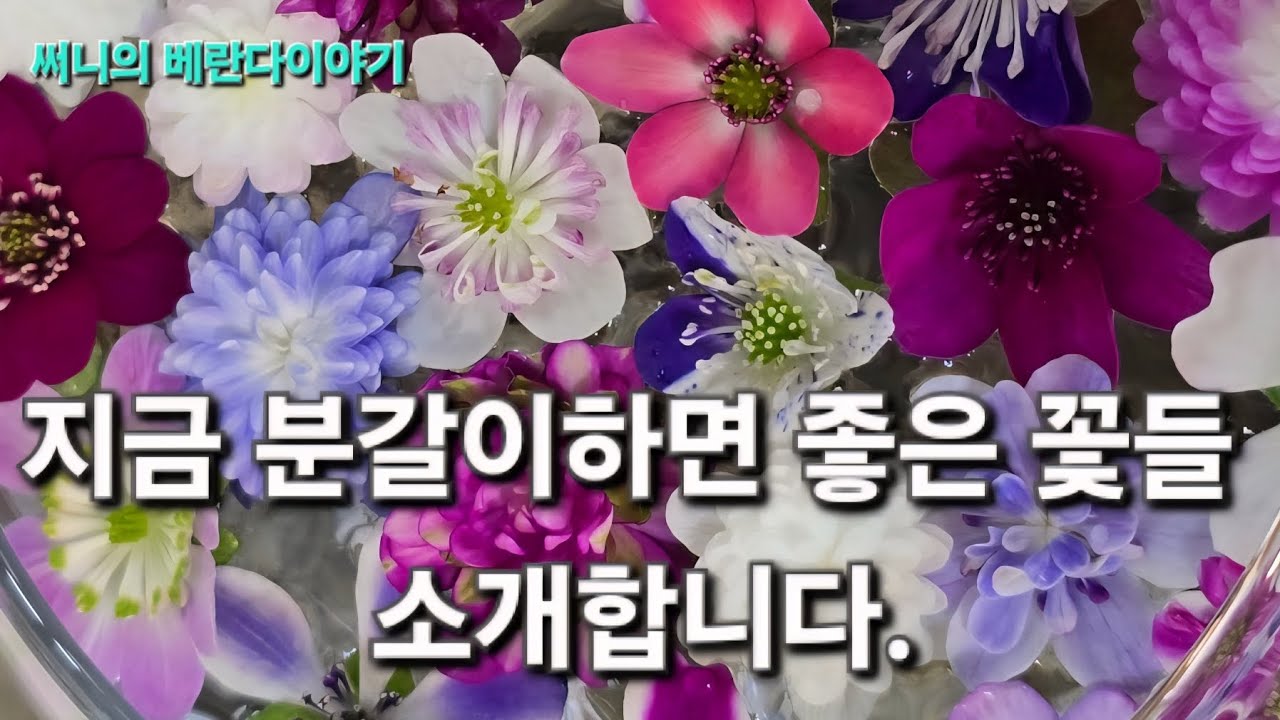 야생화 판매 두번째이야기입니다. 26.01.10