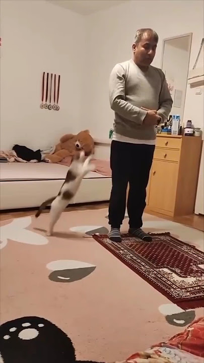 3 Alasan Kucing Mengganggu Orang Sholat