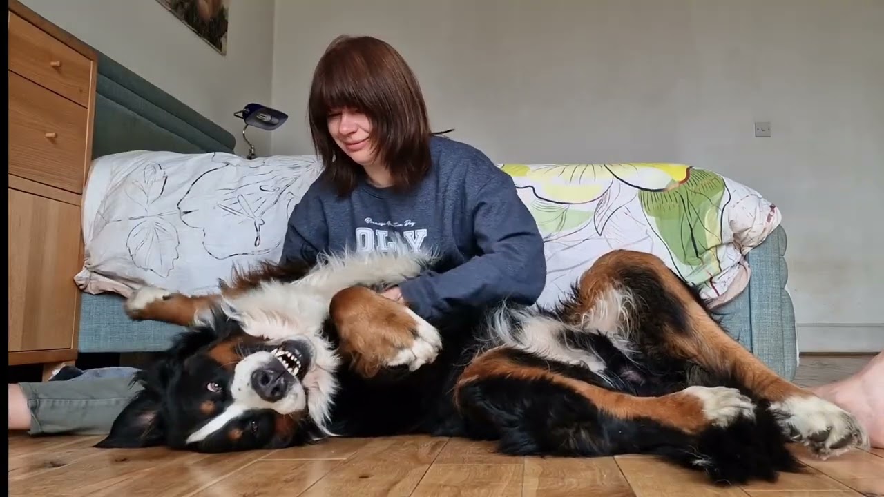 Bernese Mountain Dog loves Cuddles and Attention