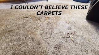 I Rescued this Carpet after 9 puppies had their way