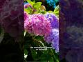 How to Overwinter Hydrangeas & Pruning Tips 🪻