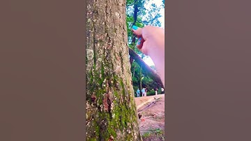 Monkey Climbing on the tree #monkey #shorts #youtube