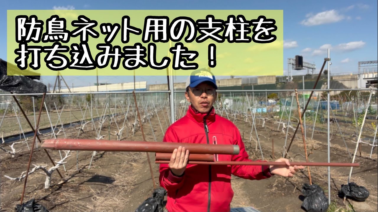 いちじく栽培】防鳥ネット用の支柱を打ち込みました！ - YouTube