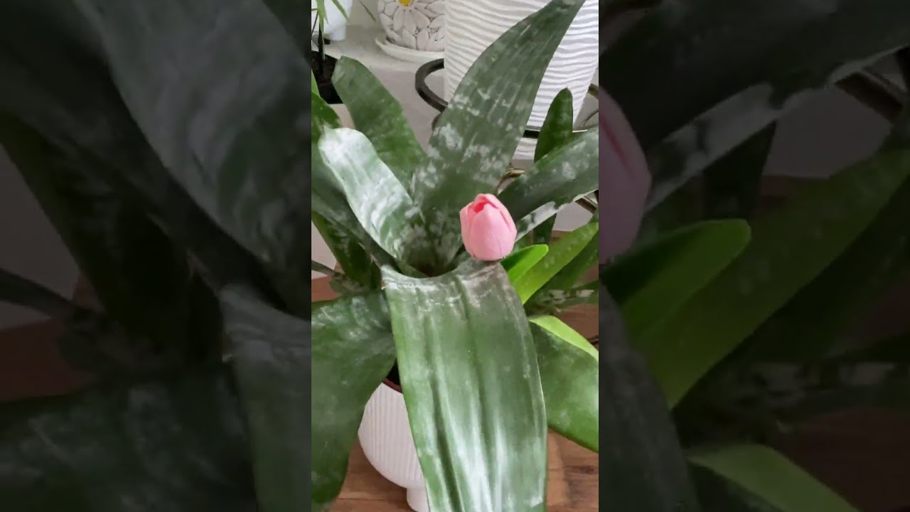 Огляд кімнатних рослин . Біля каміна.Частина 1