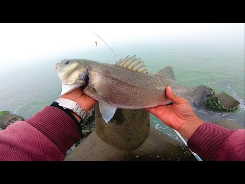 هجوم سمك القاروص العملاق ومعركة صيد من العيار الثقيل Seebass Fishing 