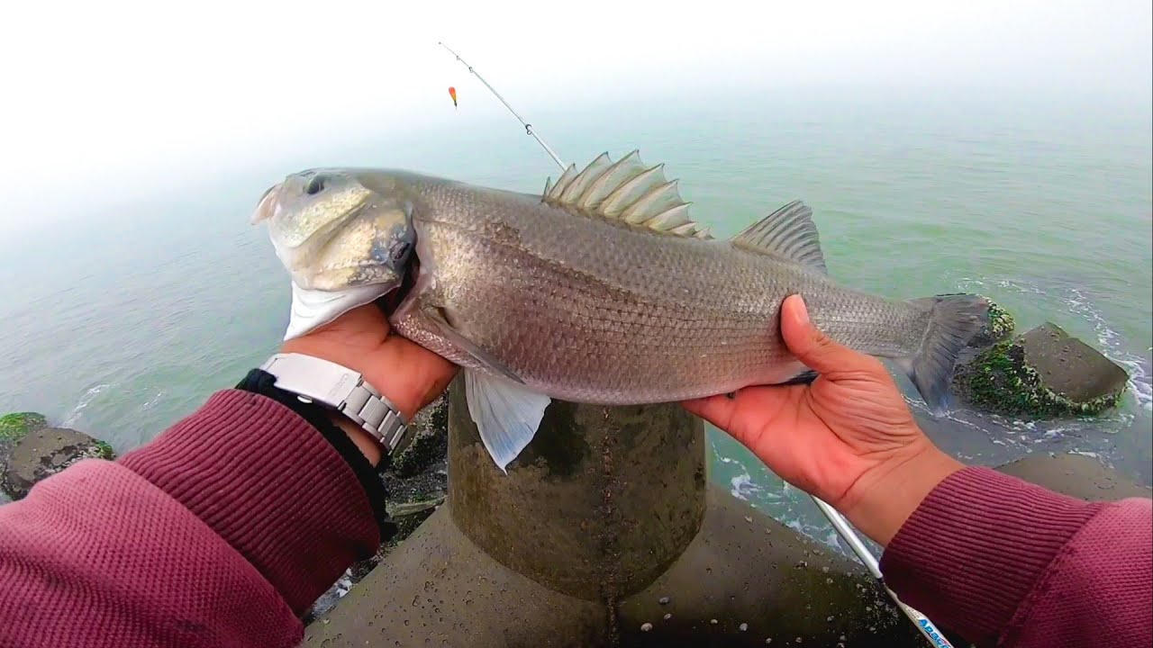 هجوم سمك القاروص العملاق ومعركة صيد من العيار الثقيل _ Seebass fishing