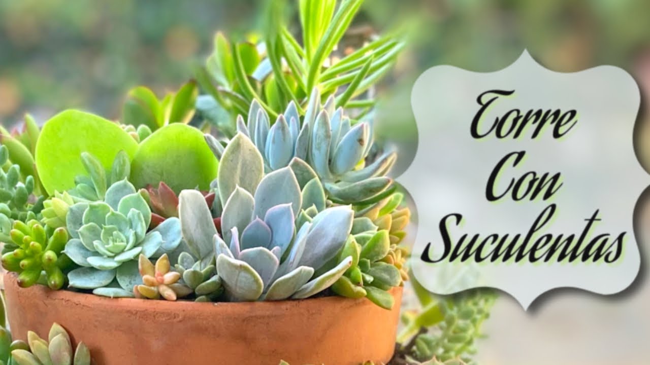 Torre de Suculentas