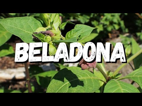 Vídeo: Plantas de beladona medicinais: mandrágora e beladona