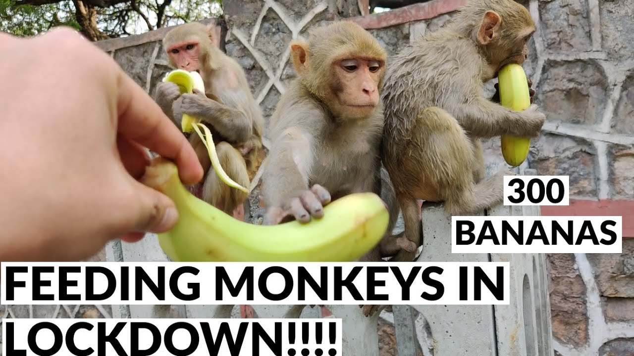 FEEDING 300 BANANAS TO MONKEYS IN LOCKDOWN!!! YouTube