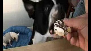 The Barket - Chapter 1