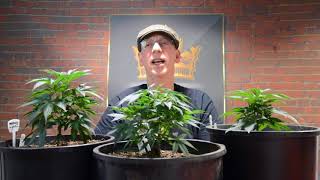 How to Top cannabis plant's (Topping)