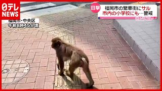 九州最大の繁華街に“野生のサル”出没…「窓閉めて！」小学校も警戒　福岡（2021年6月25日放送「news every.」より）