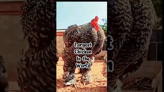 Hatch the Largest Chicken in the World #shorts #shortfeed