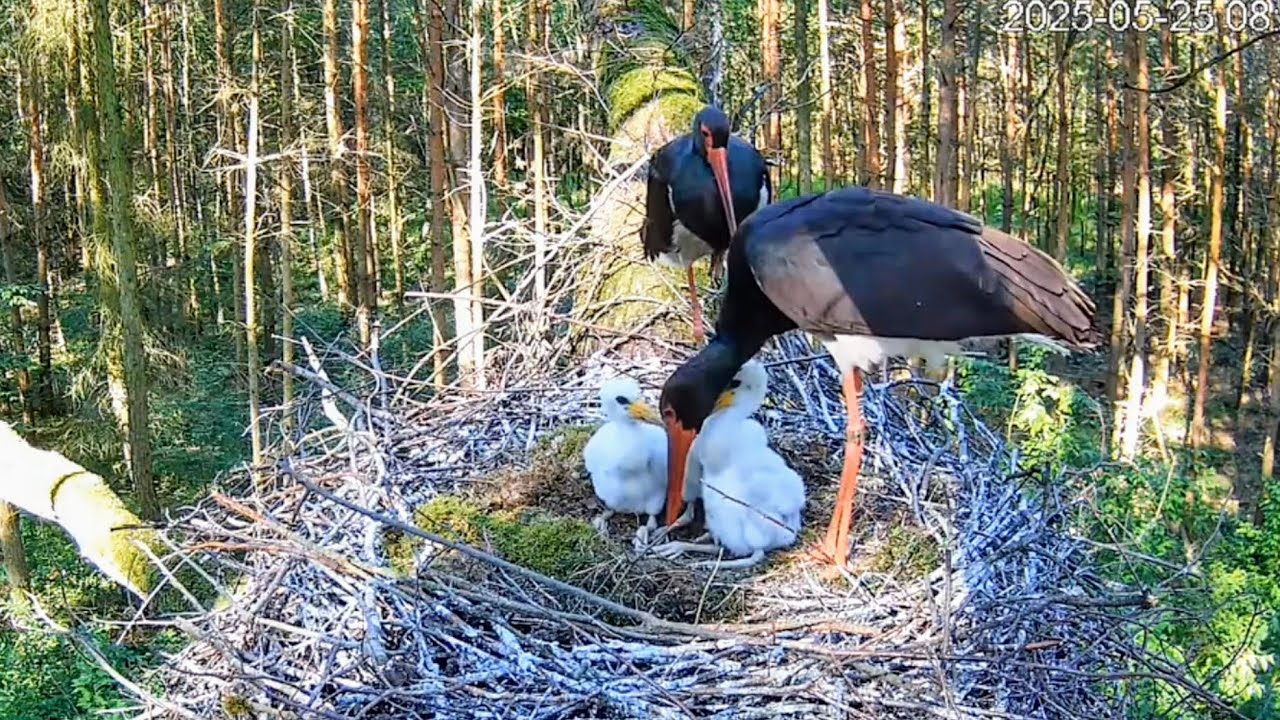 Polska - Łódź. Bociany Czarne online - subiektywny skrót sezonu 2025 😉❤️