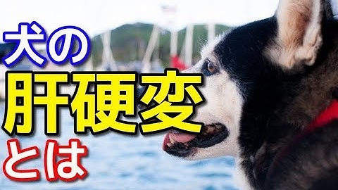 犬の肝不全 Youtube