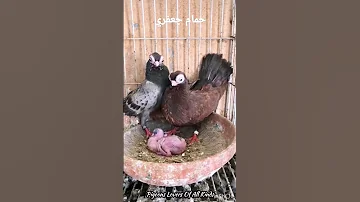 حمام جعفري 
