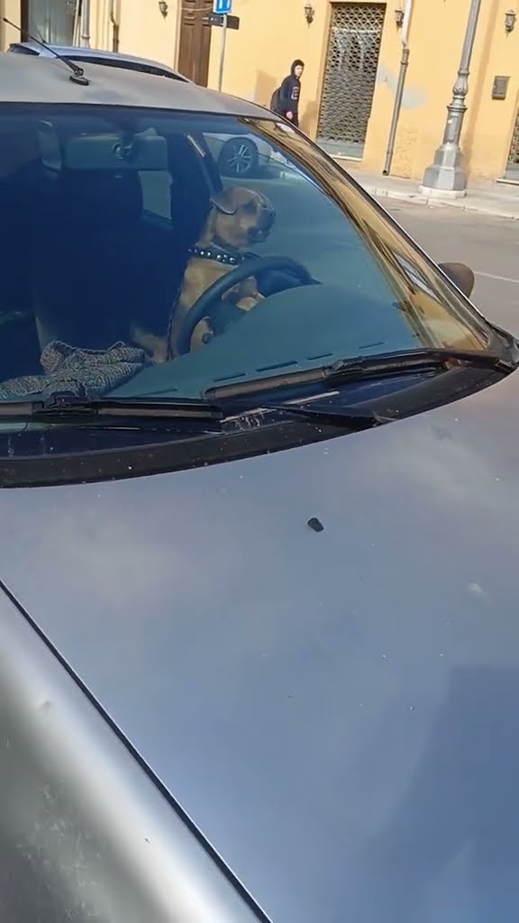 Impatient Dog Honks Car Horn || ViralHog