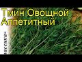 Тмин овощной (Аппетитный). Краткий обзор: Тмин овощной описание характеристик, где купить семена