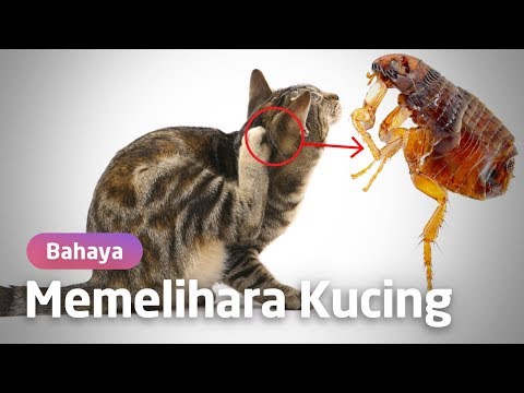 Video: Apa Penyakit Yang Dihidapi Oleh Kucing?