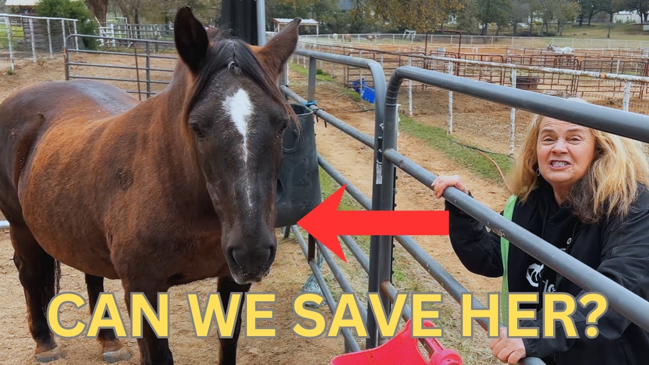 Our Horse Stopped Drinking in Cold Weather… How We Save Her!  