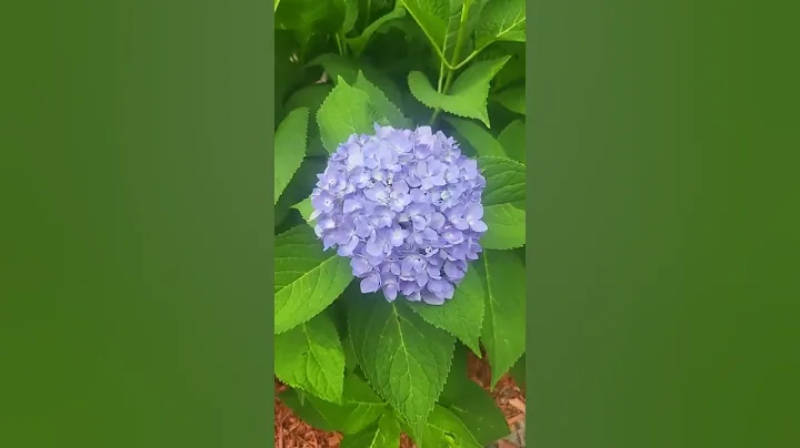 Hard work payed off I love flowers