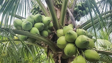Để dừa không rụng trái - Đậu trái nhiều - Hướng dẫn kỹ thuật trồng dừa xiêm