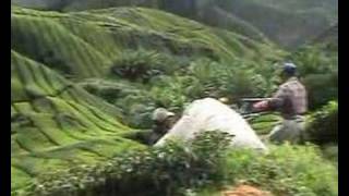 Tea plantations, Cameron Highlands