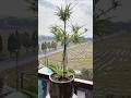 Processing trim old leaves flower to grow #shorts #diy #plants