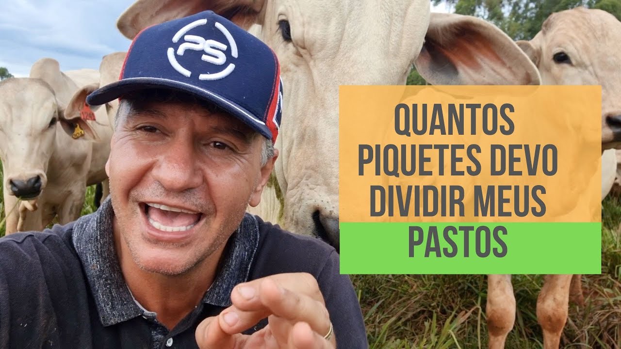 QUANTOS PIQUETES DEVO DIVIDIR MINHAS PASTAGENS?