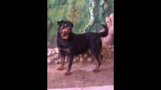 Rottweiler  the best dog روت وايلور