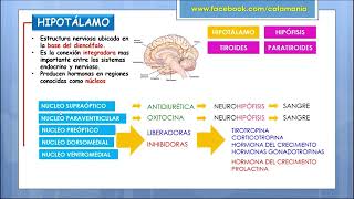 Sistema Endocrino Parte 2| Cotamania