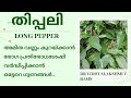 Thippali    pippali  piper longum health benefitsvedathmika dr vidhyalakshmi v