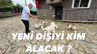 Download Lagu YENİ DİŞİ GELDİ ORTALIK KARIŞTI DİŞİYİ KİM KAPACAK ? MP3 Download Lagu YENİ DİŞİ GELDİ ORTALIK KARIŞTI DİŞİYİ KİM KAPACAK ? MP3