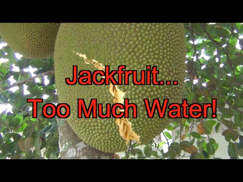 Jackfruit...Too Much Water!