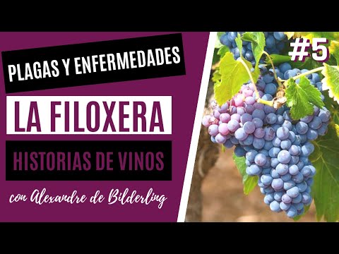 Video: Conozca La Filoxera, Una De Las Plagas Más Peligrosas Del Vino